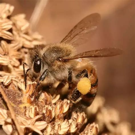 像蜜蜂|如何区分黄蜂、蜜蜂、马蜂、胡蜂……各种蜂？